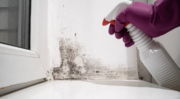 Best Water damage restoration experts  in USA